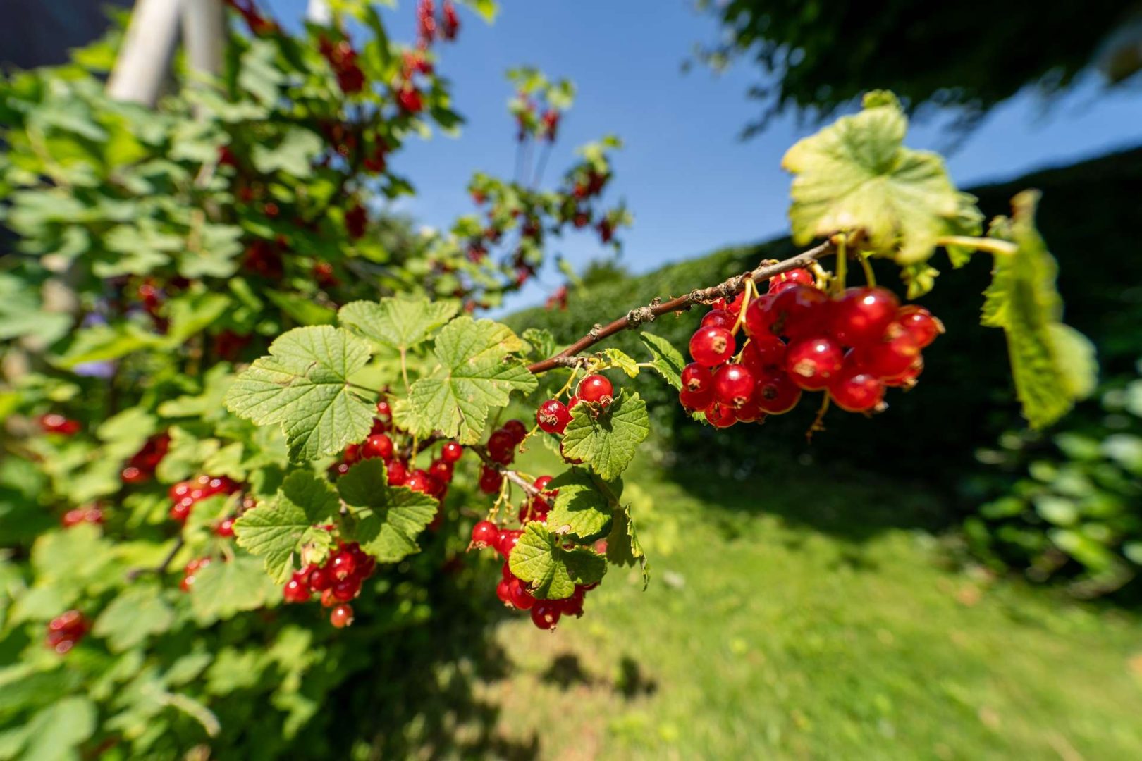 Gartenimpressionen